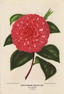Scarlet camellia, Madame Rudolphe Abel, Thea japonica Scarlet camellia, Madame Rudolphe Abel, Thea japonica