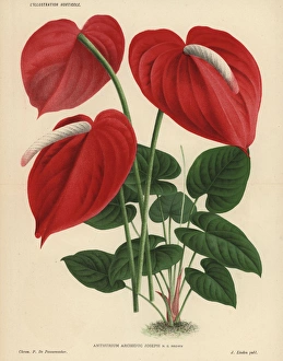 Scarlet flamingo flower or anthurium lily Scarlet flamingo flower or anthurium lily