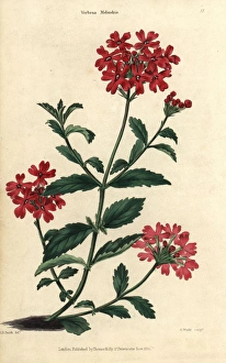 Scarlet flowered vervain, Verbena melindris Scarlet flowered vervain, Verbena melindris