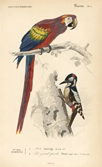Scarlet macaw, Ara macao, and great spotted Scarlet macaw, Ara macao, and great spotted