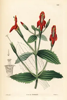 Scarlet monkey flower, Mimulus cardinalis Scarlet monkey flower, Mimulus cardinalis