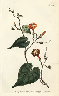 Sansom Gallery: Scarlet morning glory, Ipomoea rubriflora