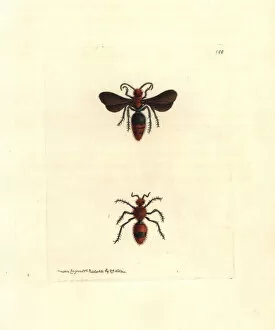 Wasp Gallery: Scarlet mutilla wasp, Mutilla coccinea