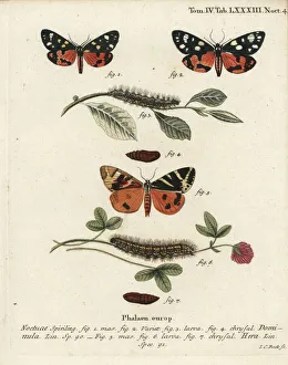 Scarlet tiger moth and Jersey tiger moth Scarlet tiger moth and Jersey tiger moth