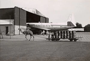 Pull Gallery: Scene with camel and plane at Khartoum Airport, Sudan