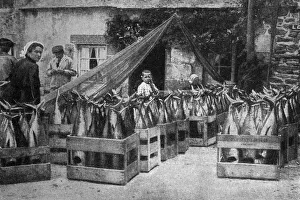 Scene with fish at Concarneau, Brittany, Northern France Scene with fish at Concarneau, Brittany, Northern France
