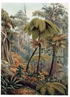 Scene in a New Zealand Forest Scene in a New Zealand Forest
