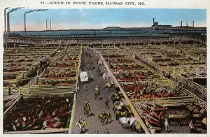 Scene in a stock Yard - Kansas City, Missouri Scene in a stock Yard - Kansas City, Missouri