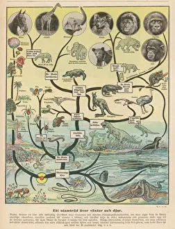 Prints of From the simple cell to the giraffe, via the mammoth and the pterodactyl Giraffidae Prints: Evolutionary Timeline Print: From Single Cell to Giraffe