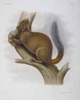 Sciurus davidianus, Chinese rock squirrel Sciurus davidianus, Chinese rock squirrel