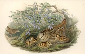 Scolopax rusticola, Eurasian woodcock Scolopax rusticola, Eurasian woodcock