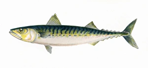 Scomber scombrus, or Atlantic Mackerel Scomber scombrus, or Atlantic Mackerel