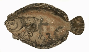 Scophthalmus rhombus, or Brill Scophthalmus rhombus, or Brill