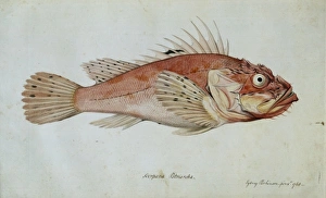 Scorpaena porcus, black scorpionfish Scorpaena porcus, black scorpionfish