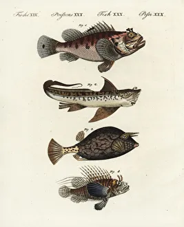 Scorpion fish, rat fish, cowfish and firefish Scorpion fish, rat fish, cowfish and firefish