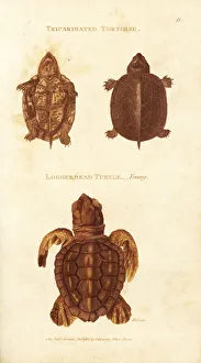 Scorpion mud turtle and endangered loggerhead sea turtle Scorpion mud turtle and endangered loggerhead sea turtle