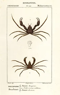 Scorpion spider crab and Leach's spider crab Scorpion spider crab and Leach's spider crab
