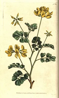 Scorpion vetch, Coronilla valentina subsp. glauca Scorpion vetch, Coronilla valentina subsp. glauca