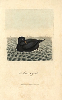 Scoter, black diver, Anas nigra, Melanitta nigra Scoter, black diver, Anas nigra, Melanitta nigra