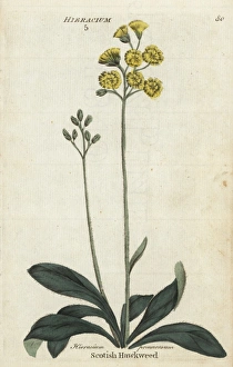 Scotish hawkweed or hawksbeard, Crepis praemorsa Scotish hawkweed or hawksbeard, Crepis praemorsa