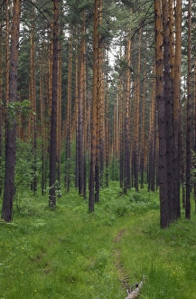 Images Dated 8th June 2010: Scots Pine forest