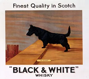 Scots terrier, Buchanan's Black & White Scotch Whisky Scots terrier, Buchanan's Black & White Scotch Whisky