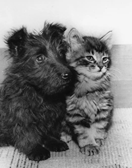 Scots terrier puppy and tabby kitten Scots terrier puppy and tabby kitten