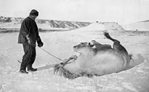 Scott Polar Expedition 1910 - 1912 - ponies