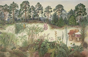 Scottish Pine Forest