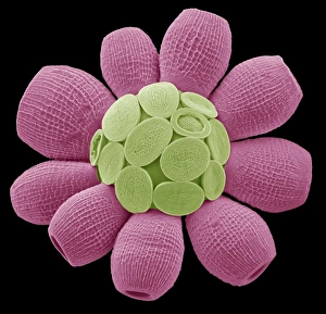 Protista Gallery: Scyphosphaera apsteinii
