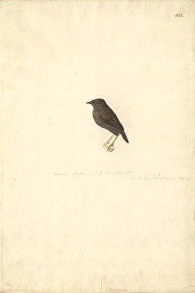 Scytalopus magellanicus, Magellanic tapaculo Scytalopus magellanicus, Magellanic tapaculo