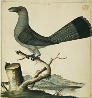 Cuckoos Gallery: Cuckoos