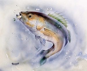 <b class=qtipBold><figcaption>A Sea Bass catching whitebait</figcaption></b><br>A superb painting by Malcolm Greensmith of a Sea Bass, wheeling to catch a whitebait, it's spiney dorsal fin raised in agressive pose.<br><em>© Mary Evans/Malcolm Greensmith</em> A Sea Bass catching whitebait