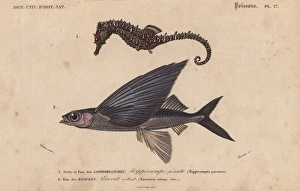 Sea horse, Hippocampus erectus, and flying Sea horse, Hippocampus erectus, and flying