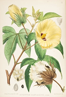Sea Island Cotton, Gossypium barbadense Sea Island Cotton, Gossypium barbadense