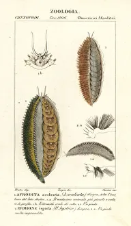 Sea mice, Aphrodita aculeata and Laetmonice hystrix Sea mice, Aphrodita aculeata and Laetmonice hystrix