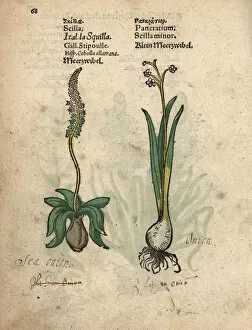 Krauterbuch Gallery: Sea onion or sea squill, Drimia maritima
