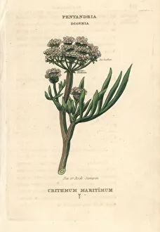Sea or rock samphire, Crithmum maritimum Sea or rock samphire, Crithmum maritimum
