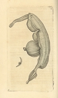Sea snail, Pterotrachea coronata Sea snail, Pterotrachea coronata