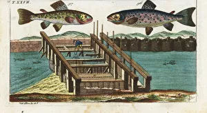 Sea trout, brown trout, and fishing method Sea trout, brown trout, and fishing method