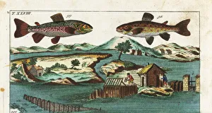 Sea trout, charr and fishing methods Sea trout, charr and fishing methods
