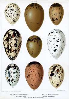 Seabirds' Eggs Seabirds' Eggs