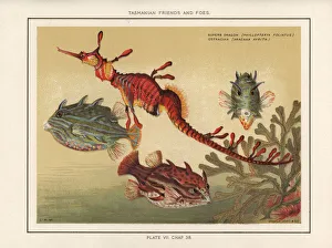 Seadragon and striped cowfish Seadragon and striped cowfish