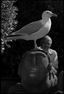 Seagull perched on stone head Whitby, UK Seagull perched on stone head Whitby, UK