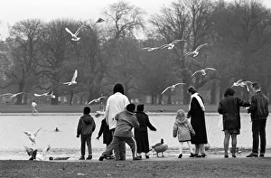 Seagulls and geese, Regents Park, London - 1 Seagulls and geese, Regents Park, London - 1