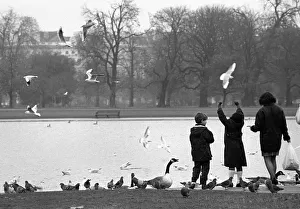 Seagulls and geese, Regents Park, London - 2 Seagulls and geese, Regents Park, London - 2