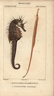 Seahorse, Hippocampus, and greater pipefish Seahorse, Hippocampus, and greater pipefish