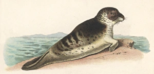 <b class=qtipBold><figcaption>Seal on Rock</figcaption></b><br>A sea lion on a rock.<br><em>© Mary Evans Picture Library</em> Seal on Rock