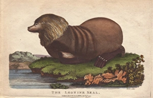 Sealion, Otaria flavescens Sealion, Otaria flavescens