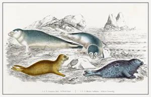 <b class=qtipBold><figcaption>Seals/Illustration</figcaption></b><br>Various species of seals. Left : Common Seal Bottom Right : Fetid Seal<br><em>© Mary Evans Picture Library</em> Seals/Illustration